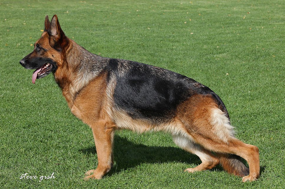 Lesha von Rapicar