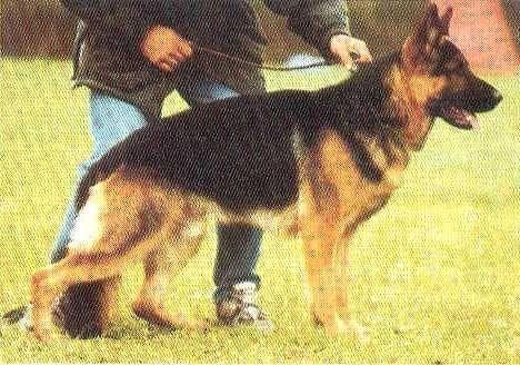 Falco vom Haus Beck