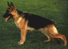 Paka Lexa