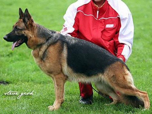 Inez von Prinzessin