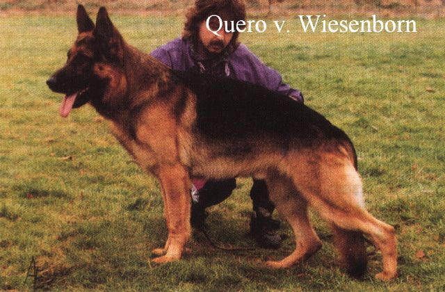 Quero vom Wiesenborn