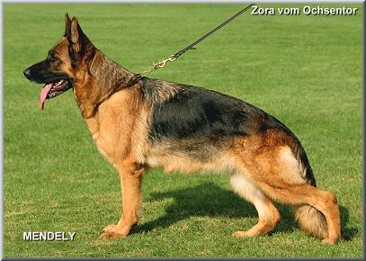 Zora vom Ochsentor
