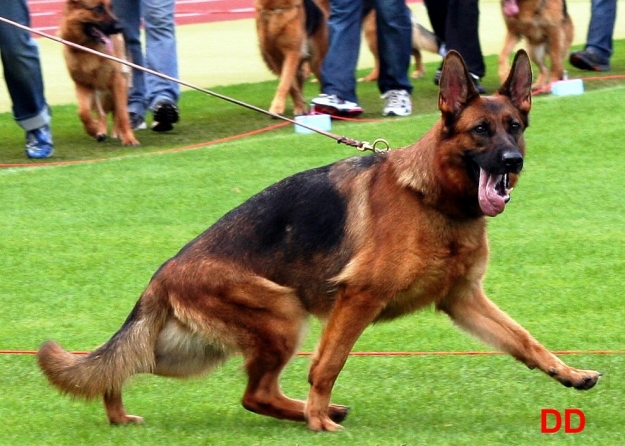 Patty dei Cimmeri