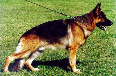 Wasko d'Ulmental