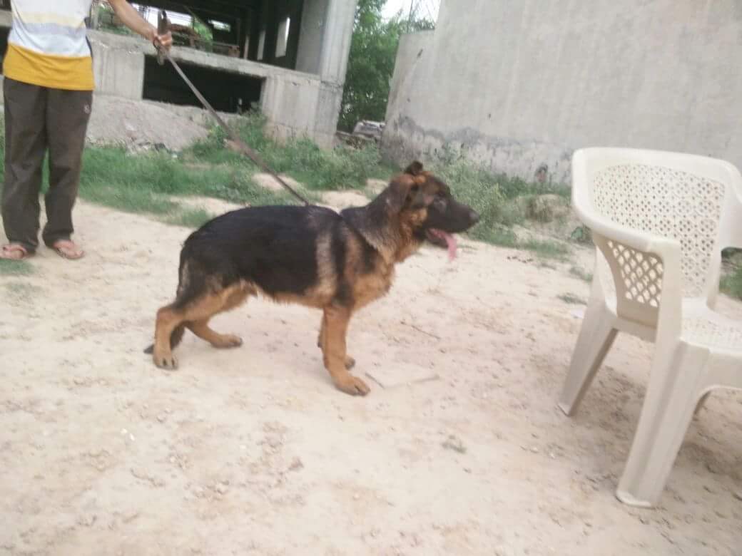 Evo  vom Löwenhund