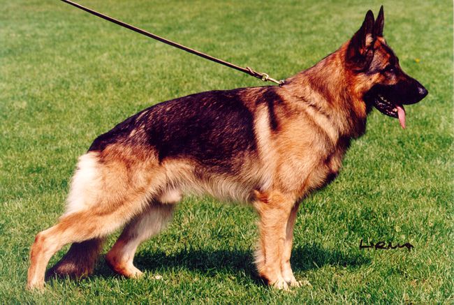 Yasso von Arlett