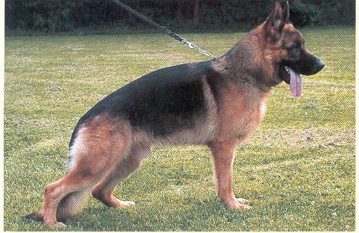 Pitt vom Linnepertal