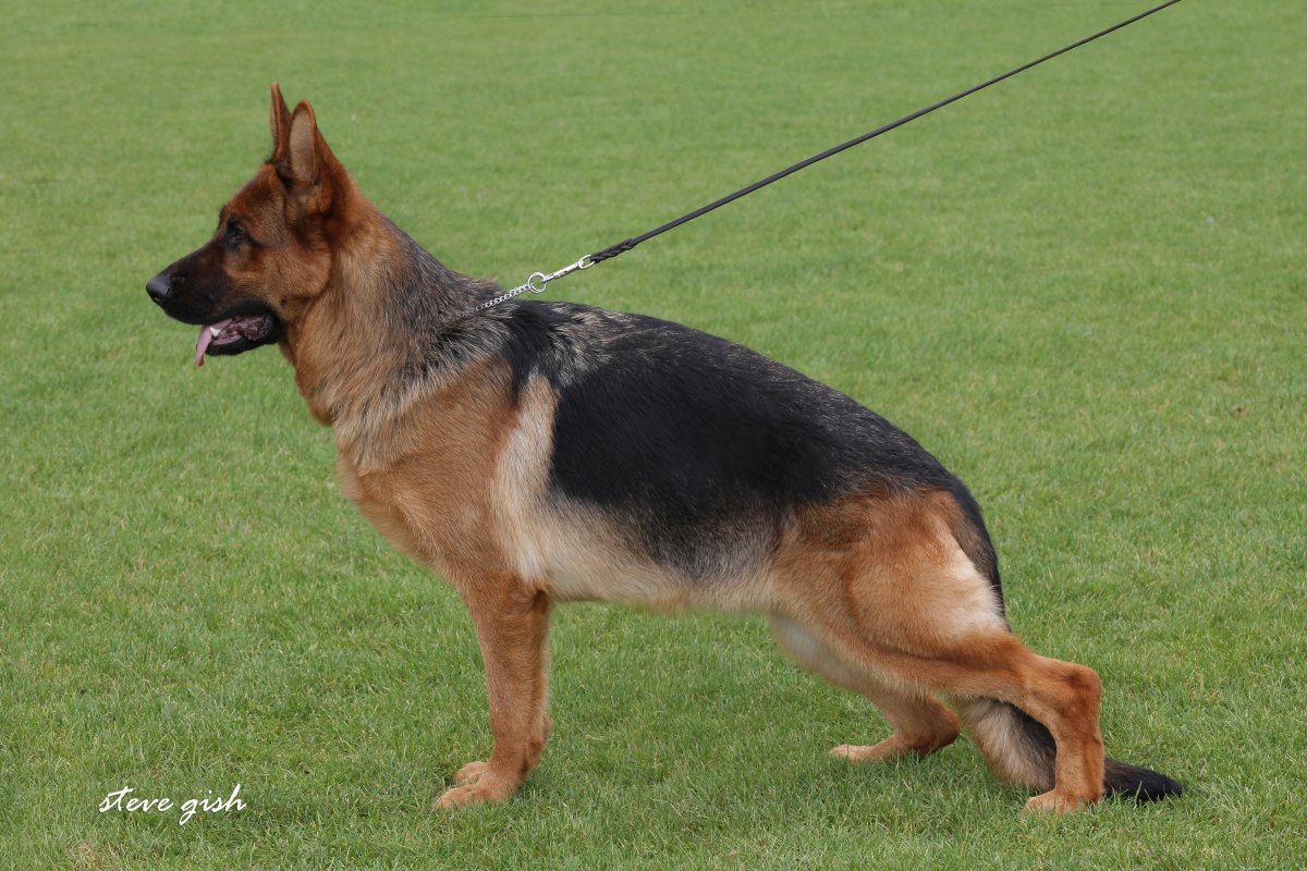 Xena von Cohinor