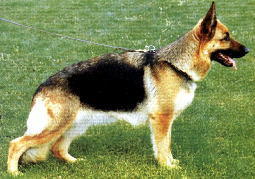 Valsmossen's Punky