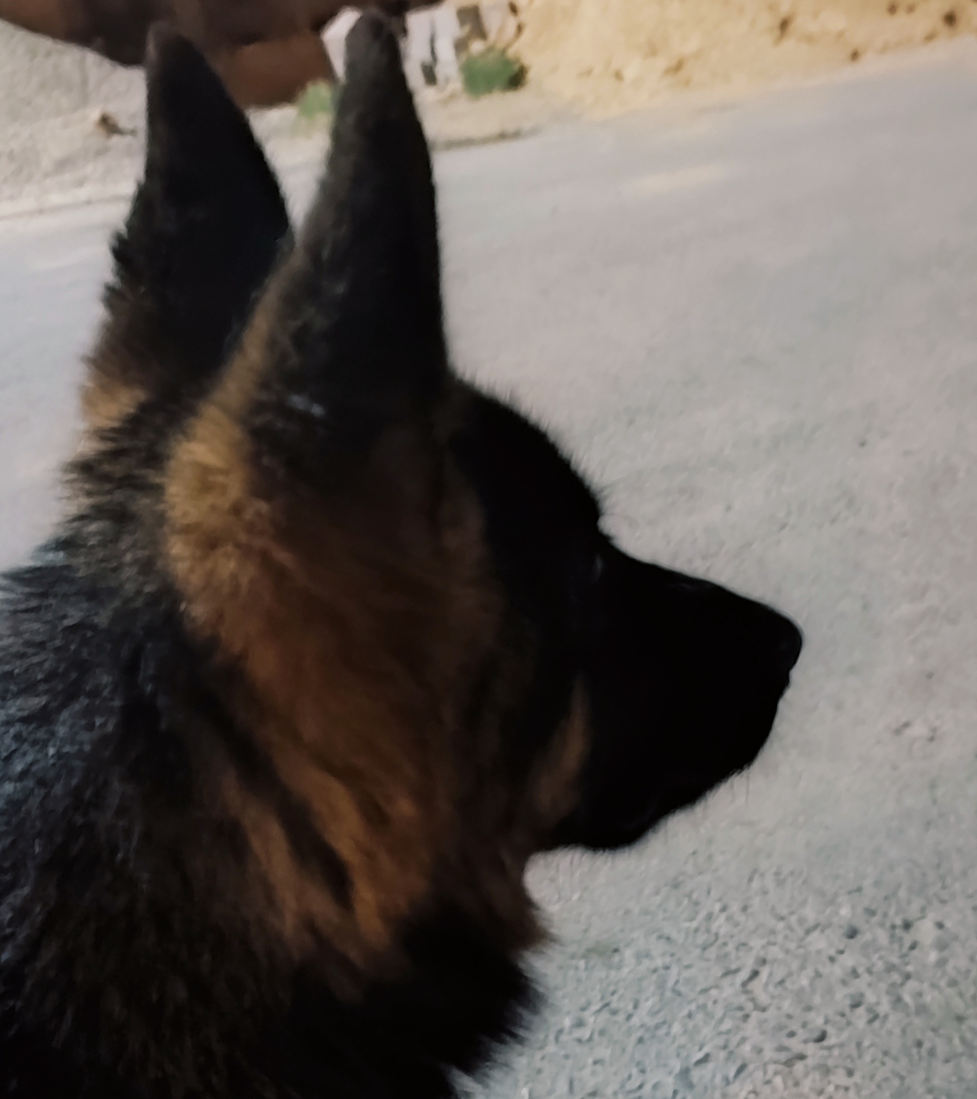 Bambi vom Wolf Hercules