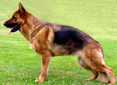 Dalida vom Finkenschlag