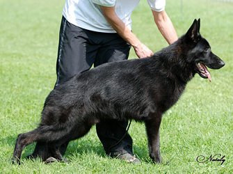 Sheih Vogerland