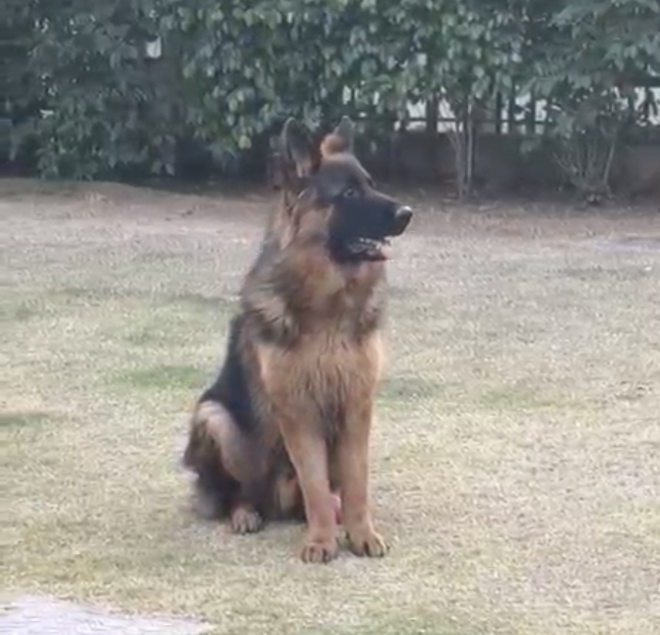  Flash vom Wolf Hercules