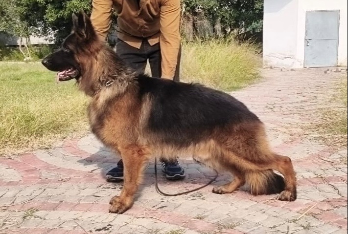  Flash vom Wolf Hercules