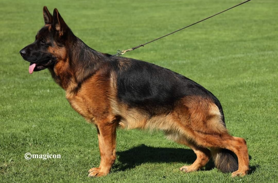 Sam von Dakota