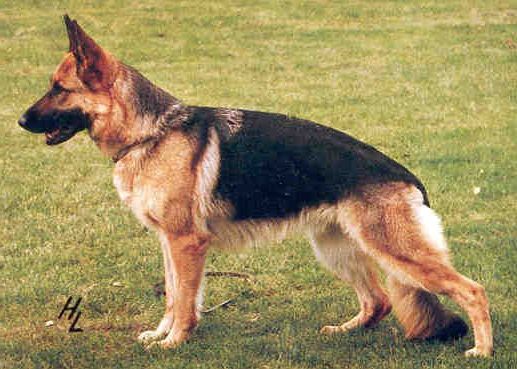 Gora von Basilisk