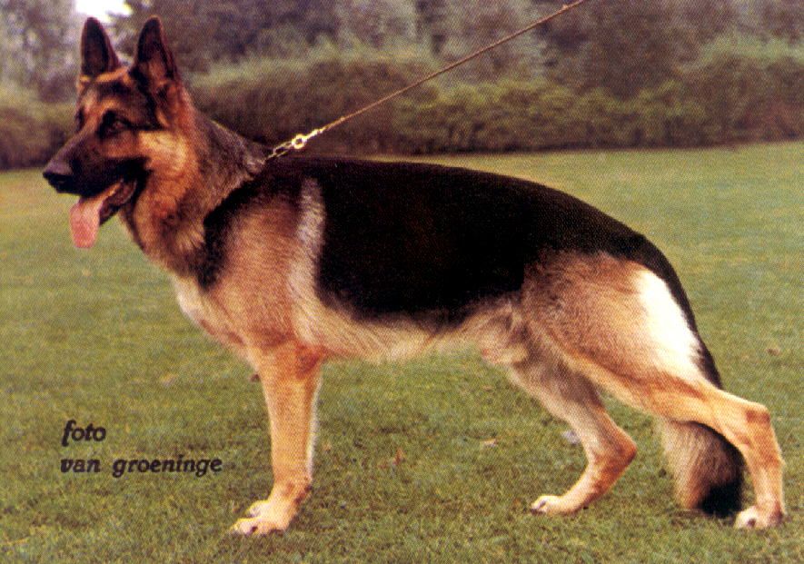 Zorro van de Molenakker