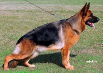Croma 