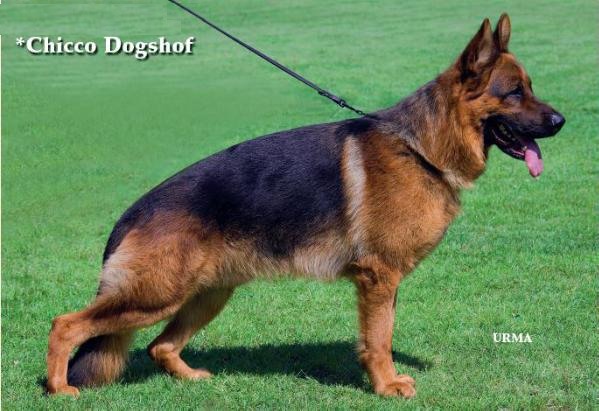 Chicco Dogshof