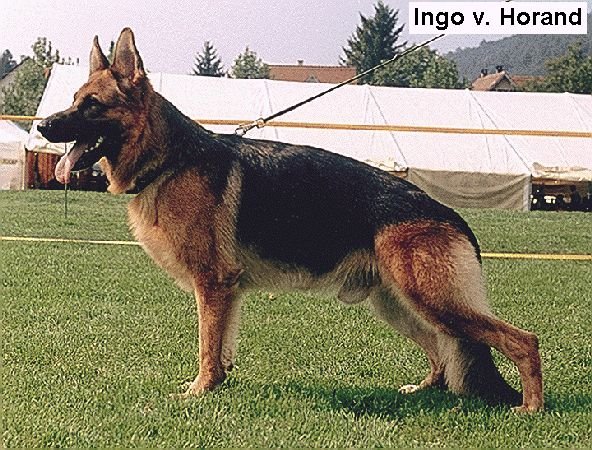 Ingo von Horand