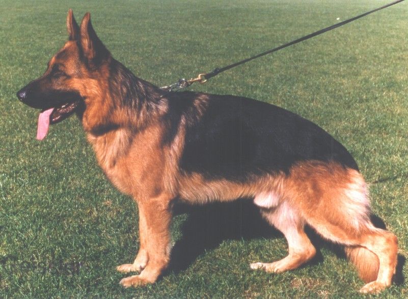 Odin vom Hirschel