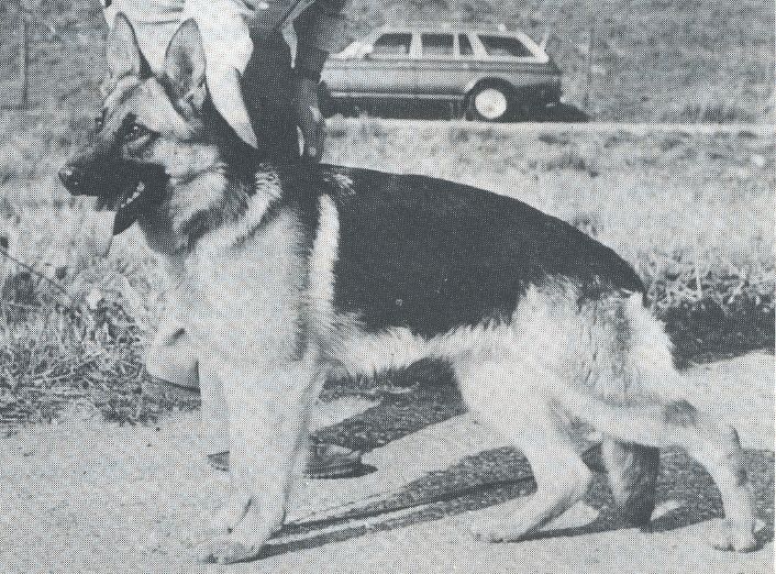 Alfi vom Wiesenborn
