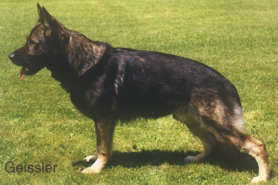 Lasco Westfalensproß