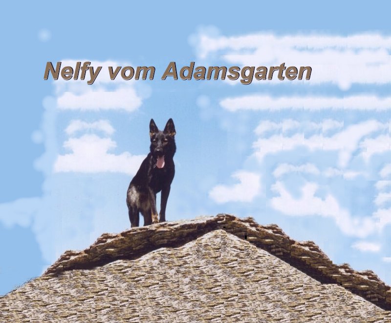 Image not found