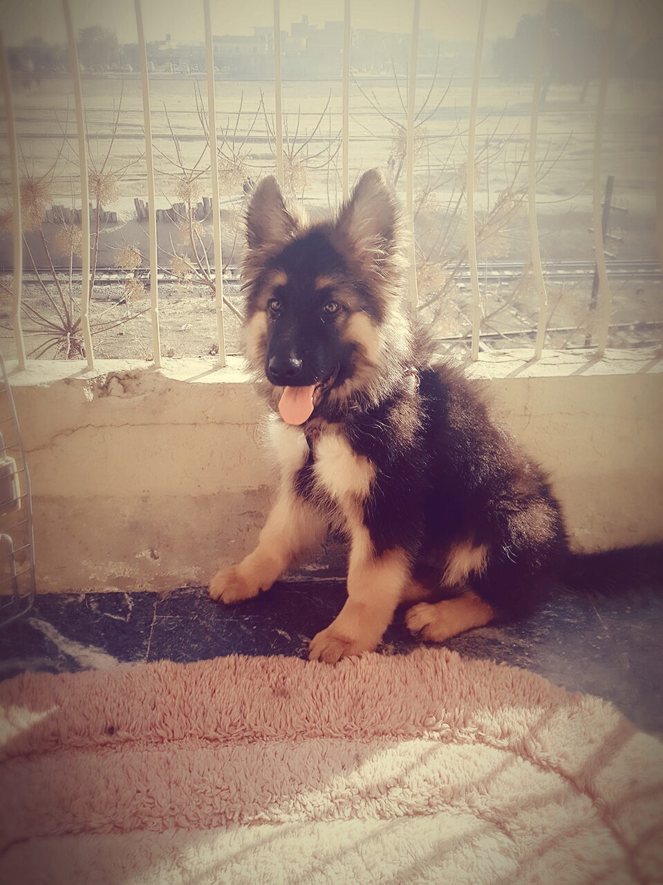 Carlos vom Black Wolf
