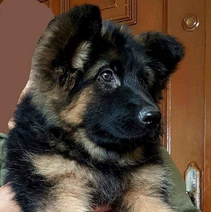 Dracula vom Black Wolf