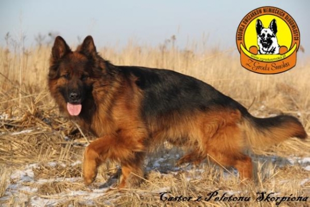 Castor z Peletonu Skorpiona
