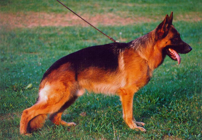 Xandor von Tronje